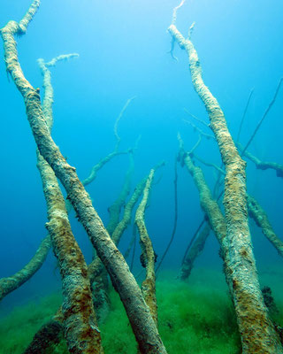 Unterwasserlandschaft - Bäume (Foto: CJ)