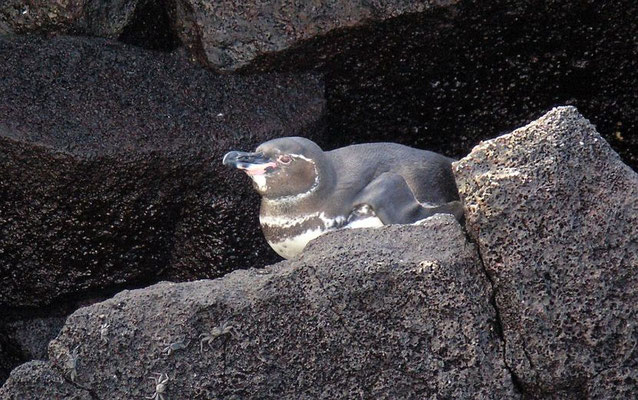 Galápagos-Pinguin (Spheniscus mendiculus) - die seltenste aller Pinguinarten (nur noch knapp über 1000 Tiere)
