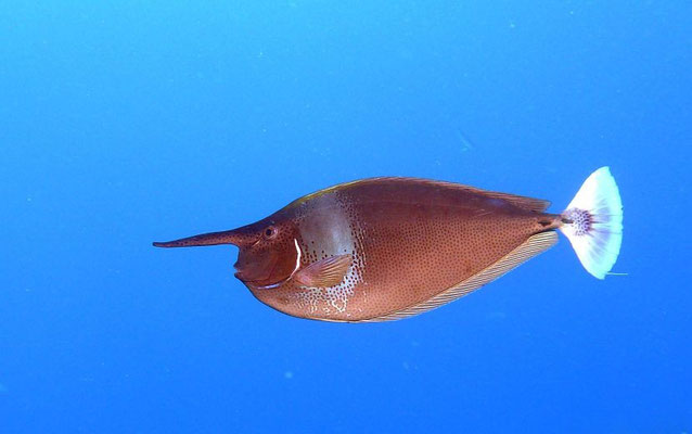 Langnasen-Doktorfisch   (Naso annulatus)