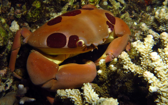 Gepunktete Riff-Krabbe  (Carpilius maculatus)