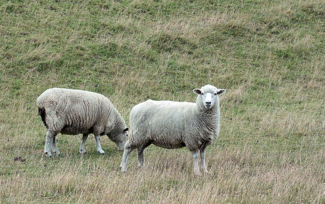 typisch Neuseeland - Schafe 