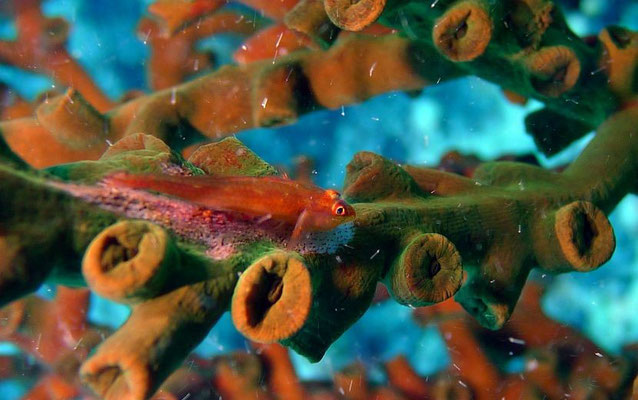 Korallen-Zwerggrundel   (Bryaninops loki)
