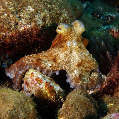 Oktopus (Octopus vulgaris)