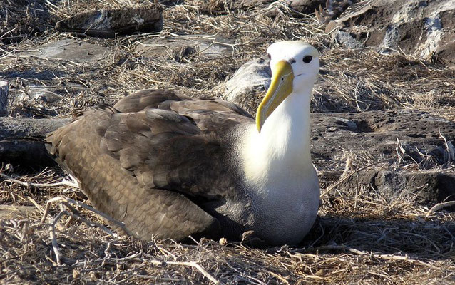diese Albatrosart brütet ausschließlich auf der Insel Española