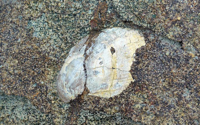 kleine Versteinerung (Muschel) am Fossil Point