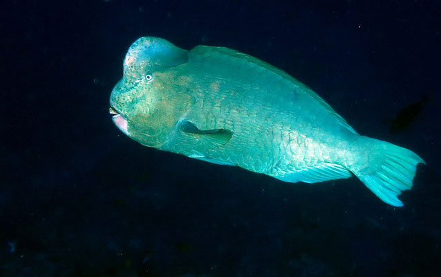 Büffelkopfpapageienfisch (Bolbometopon muricatum)