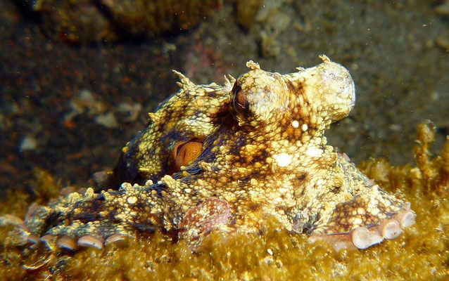 Oktopus  (Octopus vulgaris) 