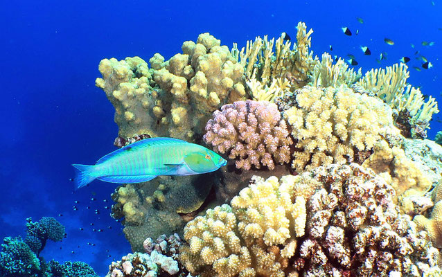 Korallenlandschaft