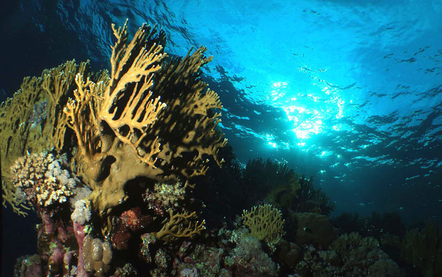 Korallenlandschaft im Gegenlicht