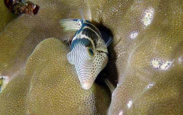 Sattel-Spitzkopfkrugfisch   (Canthigaster valentini)