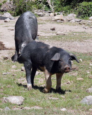 Schwein gehabt - diese Zeitgenossen laufen in den korsischen Bergen frei herum