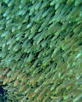 Glasfische   (Parapriacanthus ransonneti)