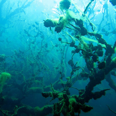 Unterwasserlandschaft - Bäume (Foto: CJ)