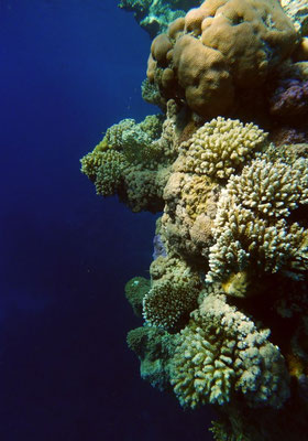 im Korallenriff 