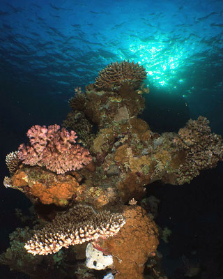 Korallenblock im Gegenlicht