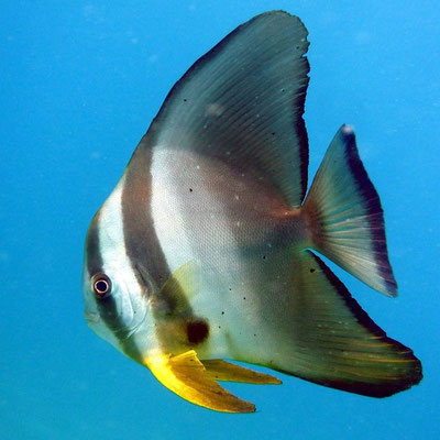 Fledermausfisch   (Platax batavianus)    