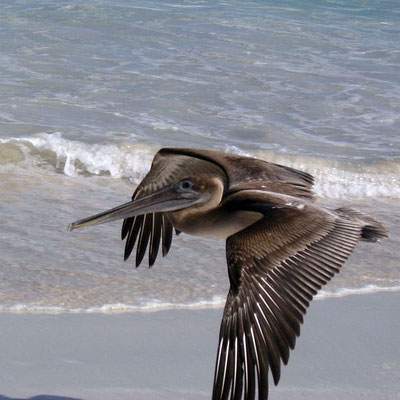 Pelikan im Vorbeiflug