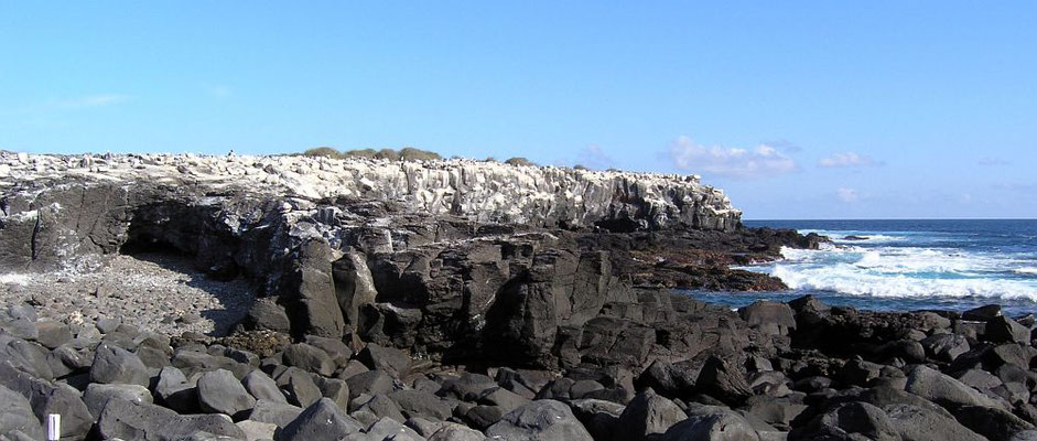 auf der am südlichsten gelegenen Insel Española gibt es große Brutkolonien verschiedener Seevögel
