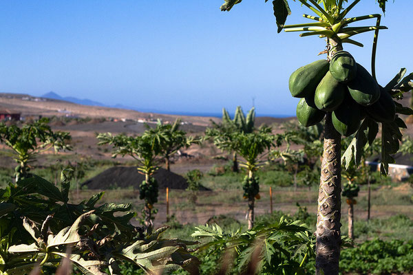 papaya trees and ocean view during your yoga holiday