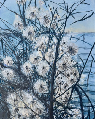 Wilde Clematis an der Elbe, verkauft
