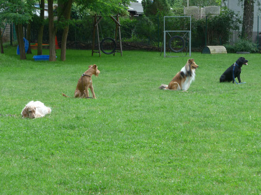 Hunde warten in Reihe