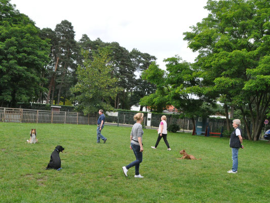 Hunde warten im Kreis