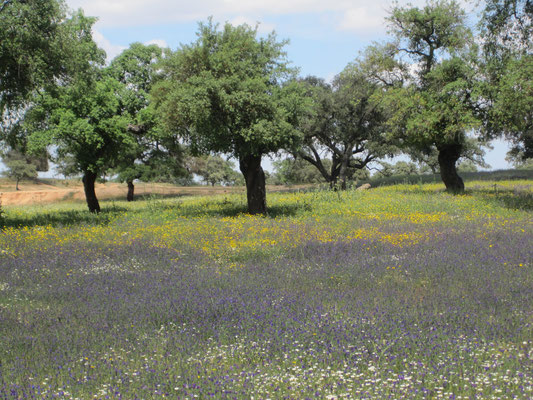 Korkeichen an der Algarve