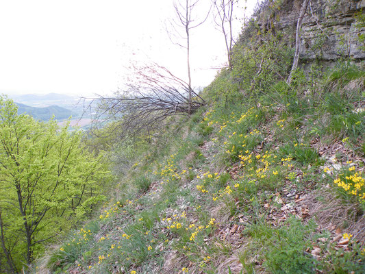 Bergsturz Plessefelsen Frühjahrsaspekt
