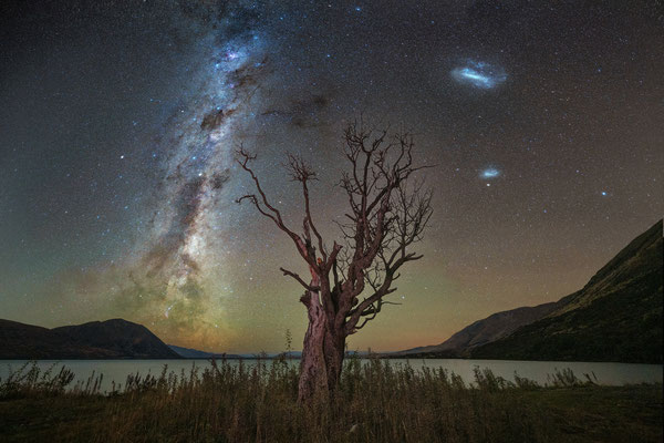 alter Baum am Lake Ohau und Milchstraße rund um das Kreuz des Südens mit den magellan'schen Wolken, gegen Mitternacht