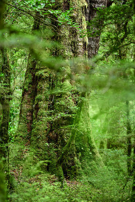 Buchen Urwald im Fjordland Nationalpark