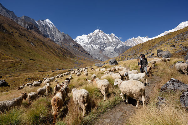 Schafherde mit Annapurna South