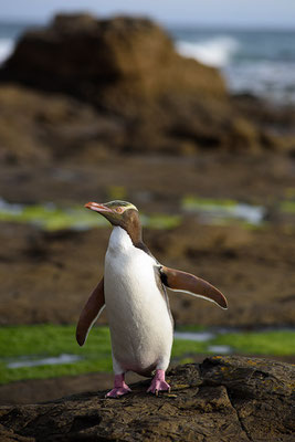 Pinguin in der Curio Bay