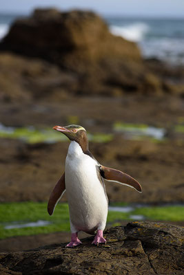 Pinguin in der Curio Bay