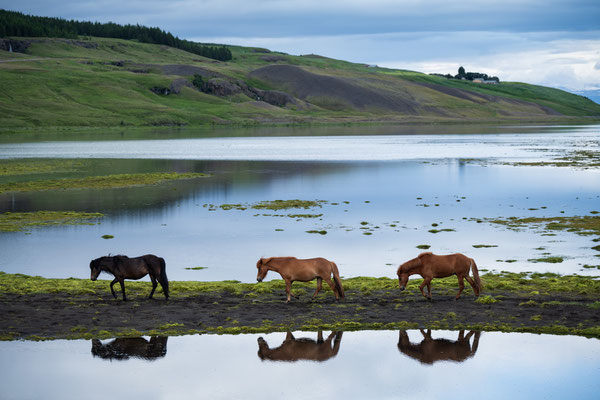 Islandpferde am Lagarflot