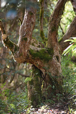 Rhododendronbaum bei Ghorepani