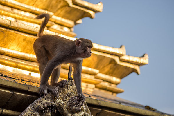 Affe in Swyambhunath