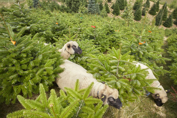 Shropshire Schafe auf unserer Plantage - Tannenbaumplantage Wälchli Weihnachtsbäume Wäckerschwend