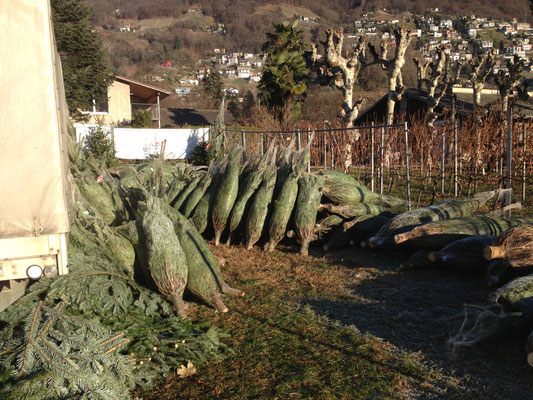 Weihnachtsbaum Verkaufsstand in Tenero TI - Tannenbaumplantage Wälchli Weihnachtsbäume Wäckerschwend