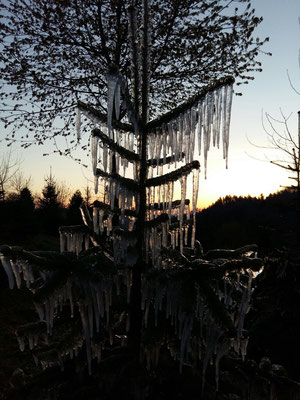 Winterstimmung - Tannenbaumplantage Wälchli Weihnachtsbäume Wäckerschwend