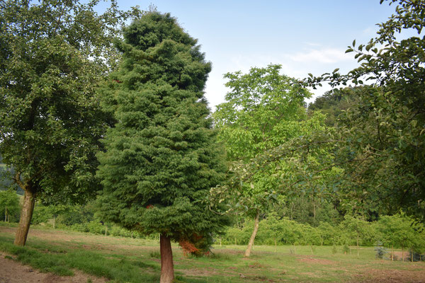 Zierliche Sicheltanne - Tannenbaumplantage Wälchli Weihnachtsbäume Wäckerschwend