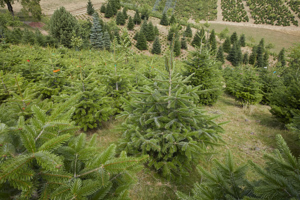 Weihnachtsbäume aus der Schweiz - Tannenbaumplantage Wälchli Weihnachtsbäume Wäckerschwend