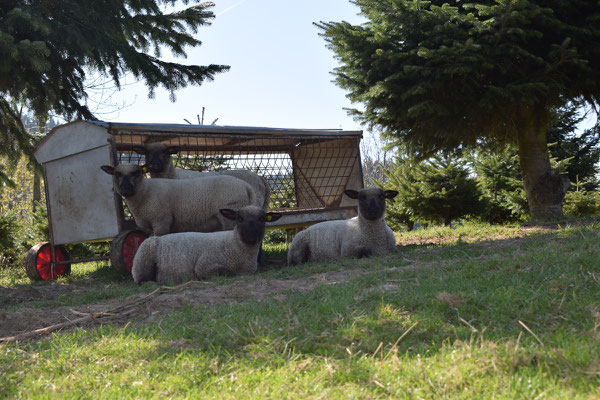 Shropshire Schafe auf unserer Plantage - Tannenbaumplantage Wälchli Weihnachtsbäume Wäckerschwend