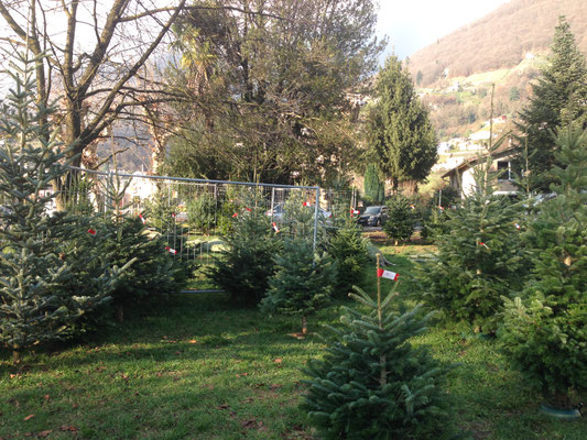 Weihnachtsbaum Verkaufsstand in Tenero TI - Tannenbaumplantage Wälchli Weihnachtsbäume Wäckerschwend