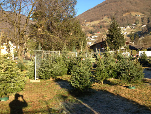 Weihnachtsbaum Verkaufsstand in Tenero TI - Tannenbaumplantage Wälchli Weihnachtsbäume Wäckerschwend