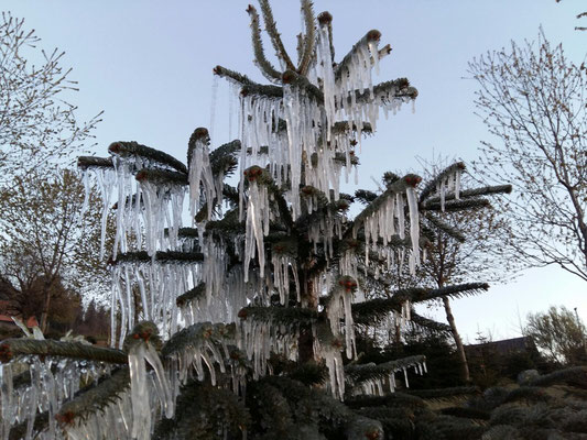 Winterstimmung - Tannenbaumplantage Wälchli Weihnachtsbäume Wäckerschwend