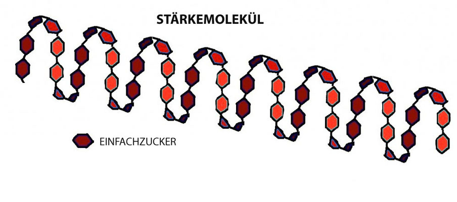 Spiralig angeordnete Einfachzucker in einem Stärkemolekül