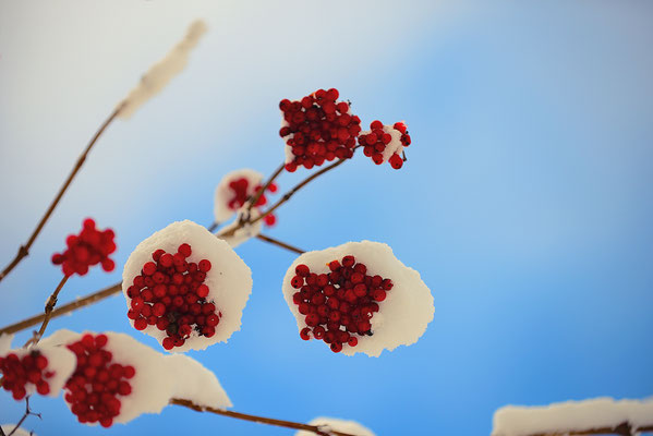 little white snow hats