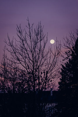 310/365: 06.11.2025 - Mond am Morgen