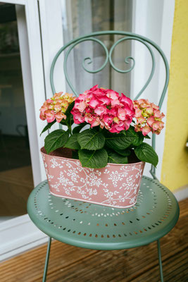 152/365: 01.06.2025 - Hortensie