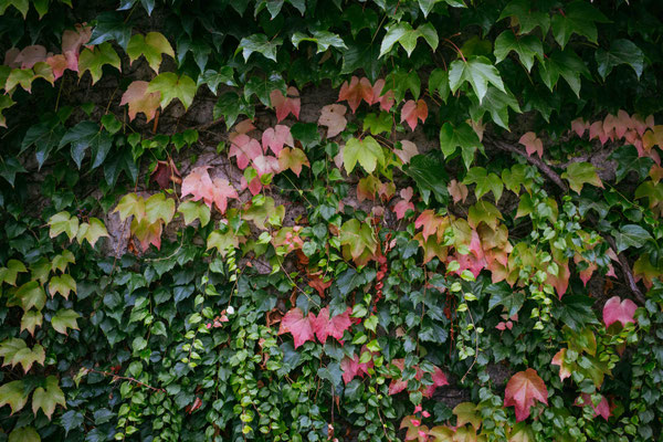 273/365: 30.09.2025 - Herbst